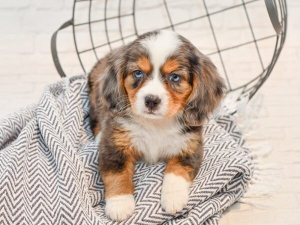 Mini Bernese DOG Female Tri 35771 Petland Novi, Michigan