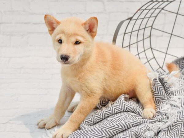 Shiba Inu-DOG-Male-Cream-35772-Petland Novi, Michigan