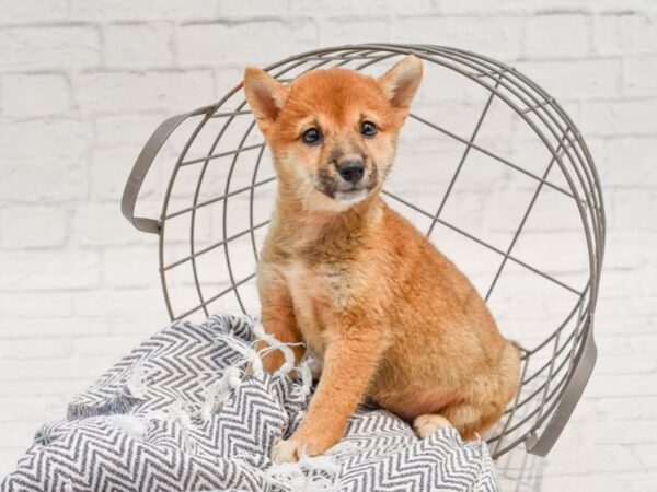 Shiba Inu-DOG-Female-Red & White-35773-Petland Novi, Michigan