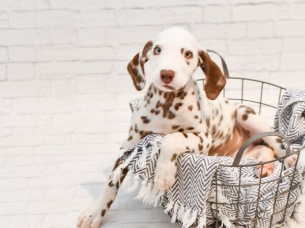 Dalmatian DOG Female Chocolate / White 35774 Petland Novi, Michigan