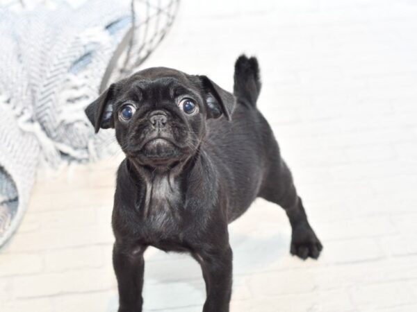 Pug DOG Female Black 35775 Petland Novi, Michigan