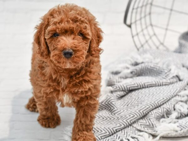 Moyen Poodle-DOG-Male-Red-35776-Petland Novi, Michigan