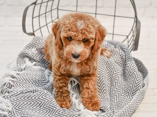 Miniature Poodle-DOG-Male-Cream-35777-Petland Novi, Michigan
