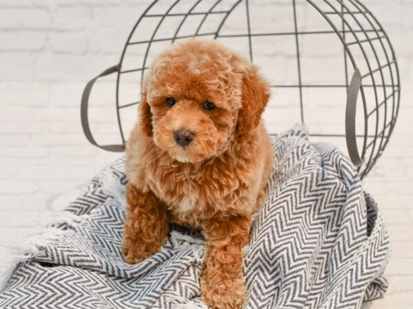 Miniature Poodle-DOG-Female-Cream-35778-Petland Novi, Michigan