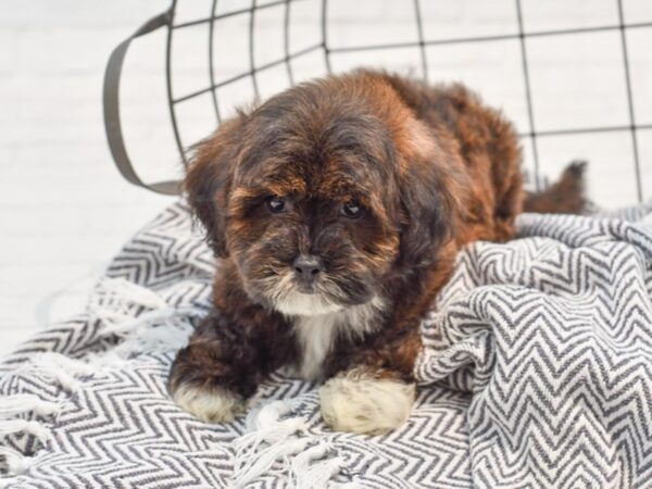 Lhasa Poo-DOG-Male-Brindle-35781-Petland Novi, Michigan