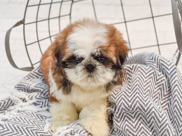 Shih Tzu DOG Male Brindle & Wh 35782 Petland Novi, Michigan