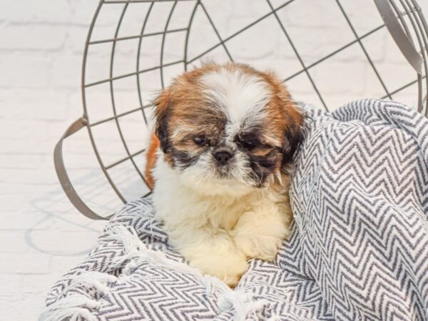 Shih Tzu-DOG-Female-Brindle & Wh-35783-Petland Novi, Michigan