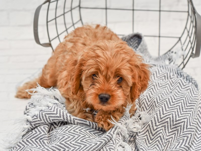 Cavapoo Puppy Ruby ID:35784 Located at Petland Novi, Michigan
