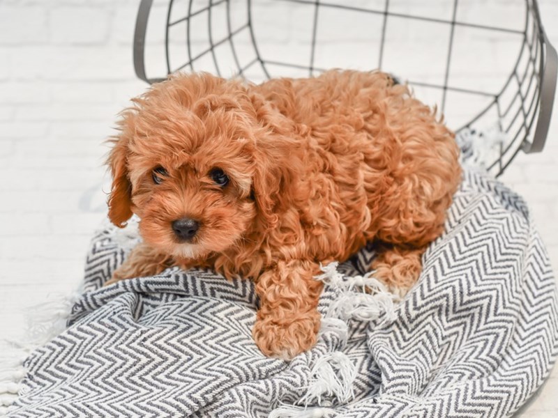 Cavapoo Puppy Ruby ID:35785 Located at Petland Novi, Michigan