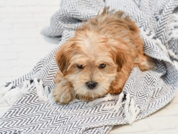 Morkie-DOG-Male-Brindle-35767-Petland Novi, Michigan