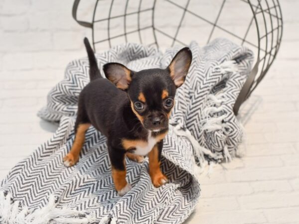 Chihuahua DOG Male Black & Tan 35768 Petland Novi, Michigan