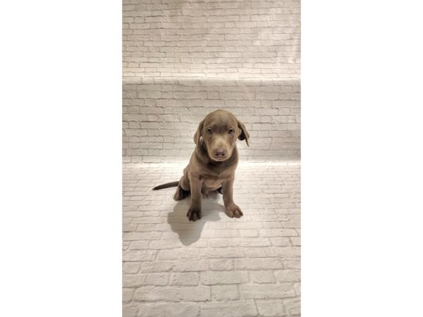 Labrador Retriever-DOG-Male-Silver-35779-Petland Novi, Michigan