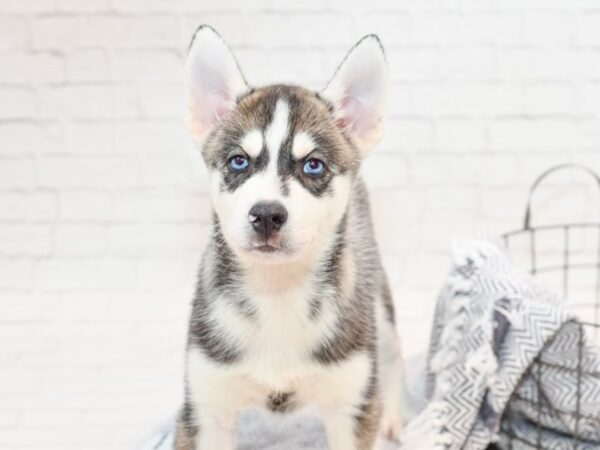 Siberian Husky DOG Male Gray & White 35787 Petland Novi, Michigan