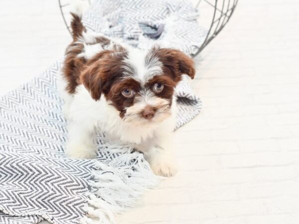 Havanese DOG Male Chocolate & White 35788 Petland Novi, Michigan