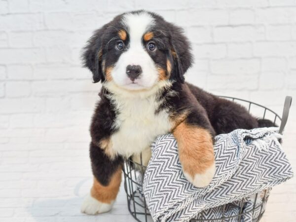 Bernese Mountain Dog DOG Male Tri-Colored 35789 Petland Novi, Michigan