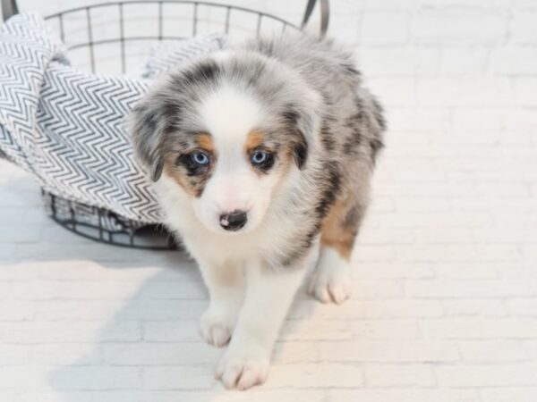 Miniature Australian Shepherd-DOG-Male-Blue Merle-35794-Petland Novi, Michigan