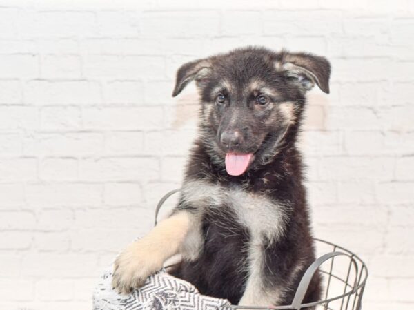 German Shepherd Dog DOG Male Black / Tan 35791 Petland Novi, Michigan