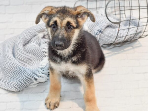 German Shepherd Dog DOG Female Black / Silver 35792 Petland Novi, Michigan