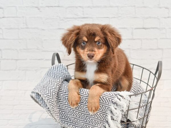 Miniature Australian Shepherd DOG Female Red, Tri Markings 35790 Petland Novi, Michigan