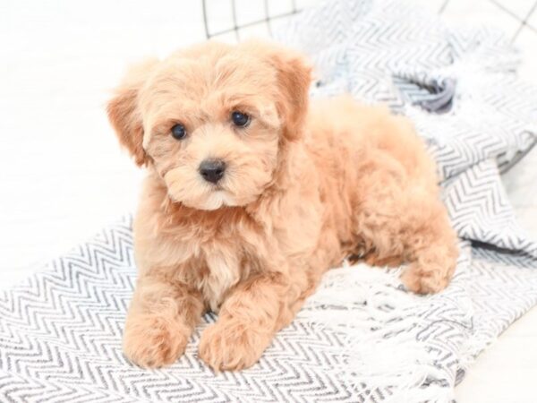 Bichon Poo-DOG-Female-Cream-35795-Petland Novi, Michigan