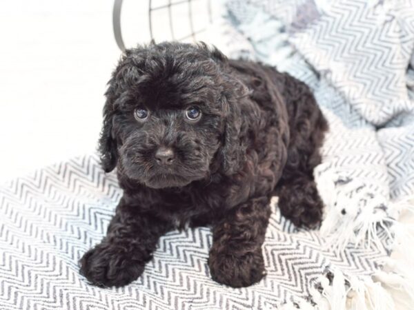 F1 Mini Goldendoodle DOG Male Black 35796 Petland Novi, Michigan