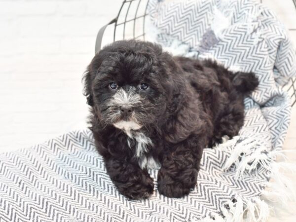 Shihpoo DOG Male Black & White 35798 Petland Novi, Michigan