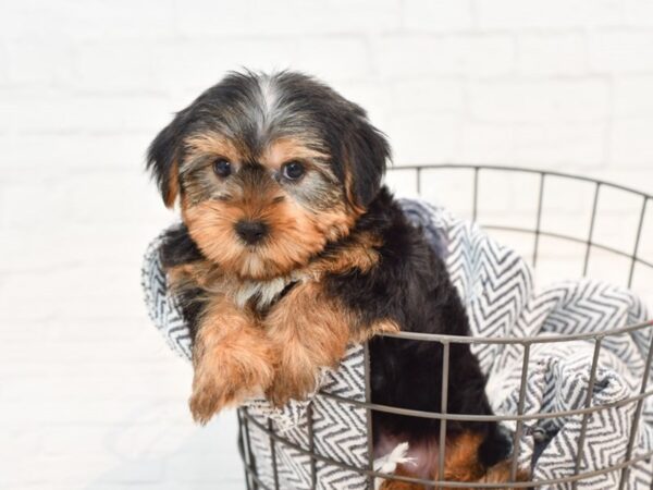 Yorkiepoo DOG Male Black & Tan 35800 Petland Novi, Michigan