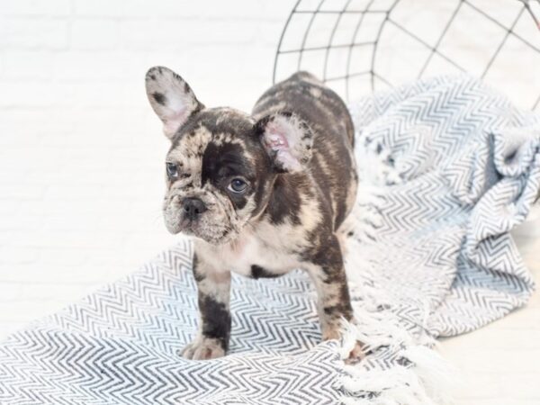 French Bulldog-DOG-Female-Chocolate Merle-35801-Petland Novi, Michigan