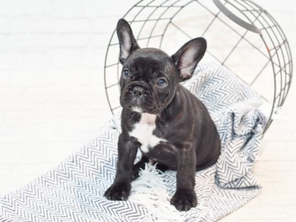 French Bulldog DOG Female Black 35802 Petland Novi, Michigan