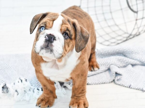 English Bulldog DOG Male Blue Merle 35803 Petland Novi, Michigan