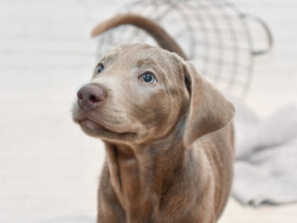 Labrador Retriever DOG Female Silver 35780 Petland Novi, Michigan