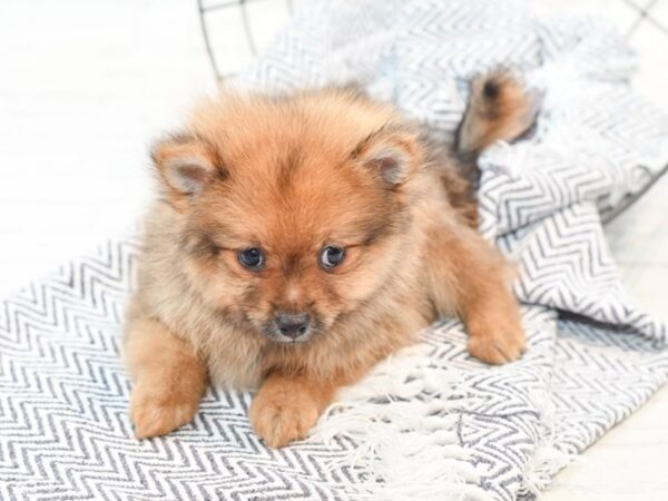 Pomeranian DOG Male Red Sable 35799 Petland Novi, Michigan