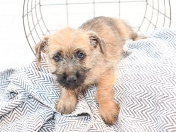 Cairn Terrier DOG Male Wheaten 35804 Petland Novi, Michigan