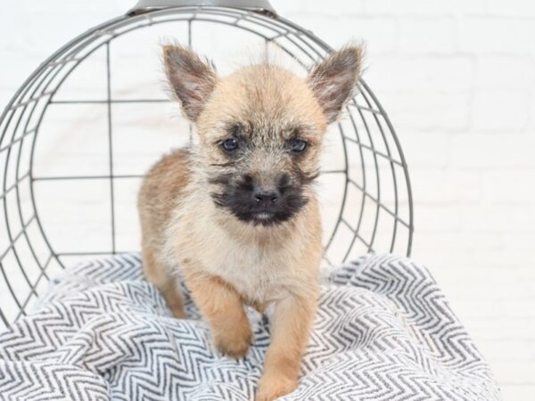 Cairn Terrier DOG Female Wheaten 35805 Petland Novi, Michigan