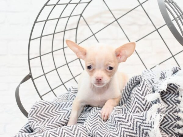 Chihuahua-DOG-Female-Cream / White-35806-Petland Novi, Michigan