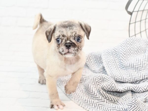 Pug DOG Male Fawn 35807 Petland Novi, Michigan