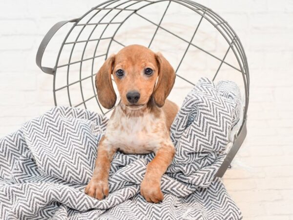 Dachshund-DOG-Male-Red / White-35808-Petland Novi, Michigan