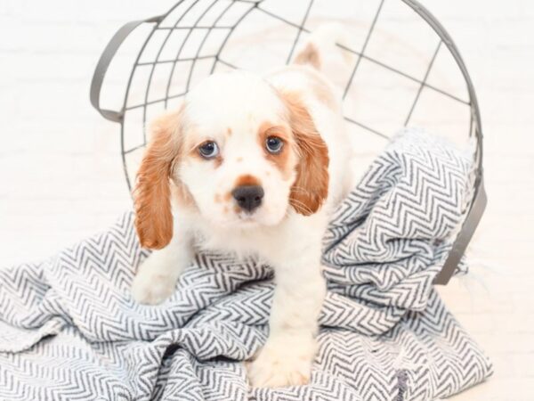 Cavalier King DOG Male Blenheim / White 35809 Petland Novi, Michigan