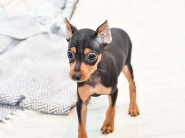 Miniature Pinscher DOG Male Black / Tan 35810 Petland Novi, Michigan