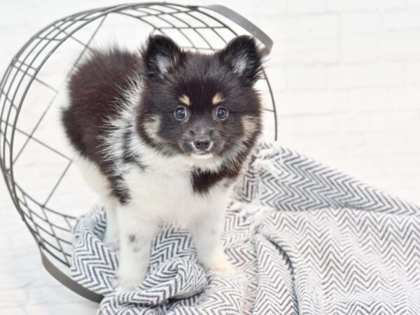 Pomeranian DOG Female Black / White 35811 Petland Novi, Michigan