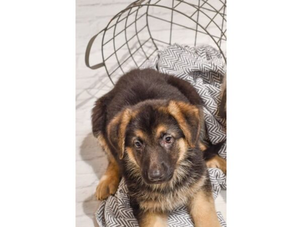 German Shepherd Dog DOG Female Black / Tan 35812 Petland Novi, Michigan