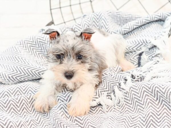 Miniature Schnauzer-DOG-Female-Blue Merle-35813-Petland Novi, Michigan