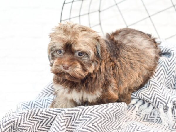 Havanese DOG Male Chocolate 35814 Petland Novi, Michigan