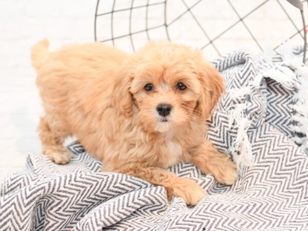 Pekapoo-DOG-Female-Apricot-35815-Petland Novi, Michigan