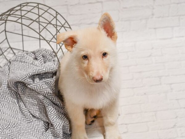 German Shepherd Dog DOG Male White 35816 Petland Novi, Michigan