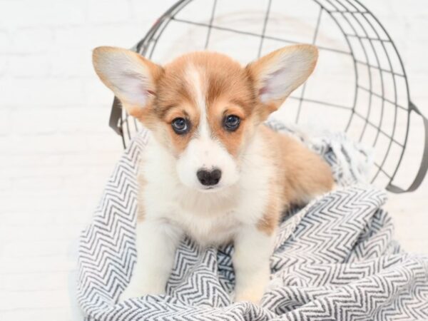Pembroke Welsh Corgi-DOG-Female-Sable-35817-Petland Novi, Michigan