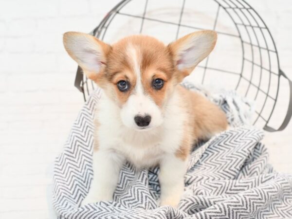 Pembroke Welsh Corgi-DOG-Female-Sable-35817-Petland Novi, Michigan