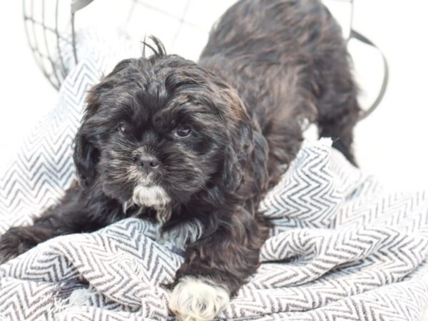 Shih-Poo-DOG-Female-Chocolate / White-35818-Petland Novi, Michigan