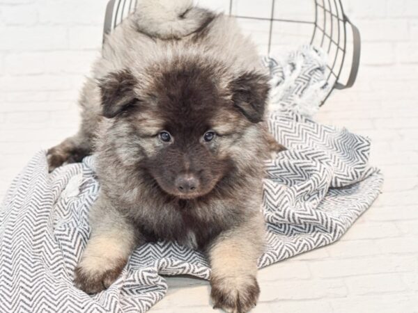 Keeshond-DOG-Male-Black / Silver-35819-Petland Novi, Michigan