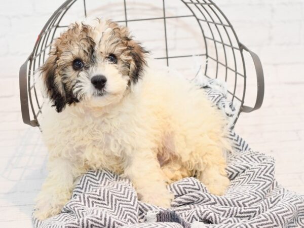 Bichon Poo DOG Male Chocolate / White 35820 Petland Novi, Michigan